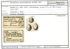 Karteikarte zum Syntyp von Biloculina grinzingensis Karrer, 1877